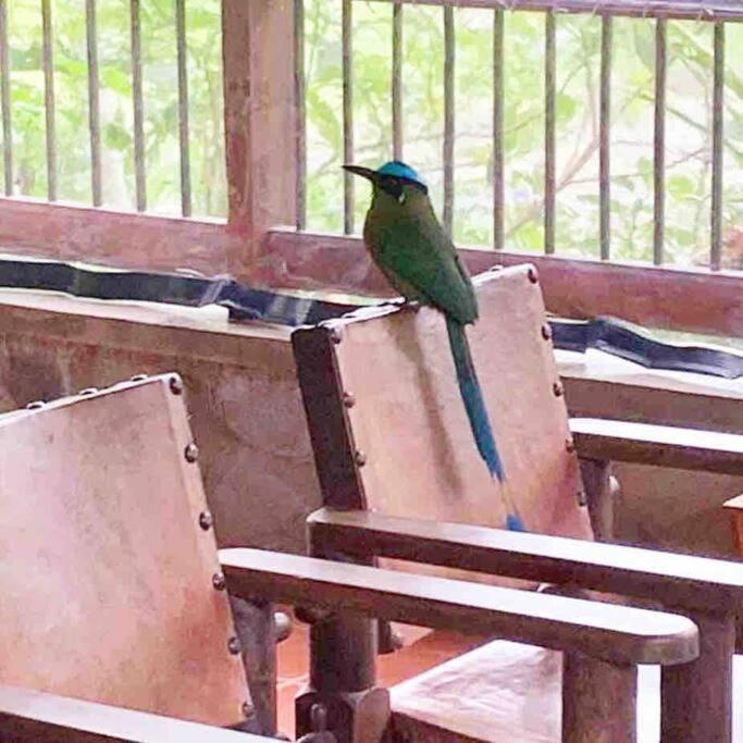 Finca Punta De Piedra Salento, Quindioヴィラ エクステリア 写真